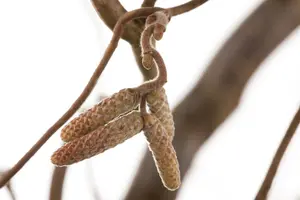 Corylus avellana 'Contorta' - 4 Ltr pot - image 3