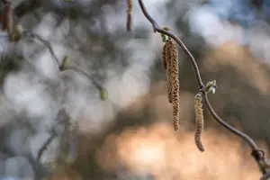 Corylus avellana 'Contorta' - 60-80 CM C7.5 - image 3