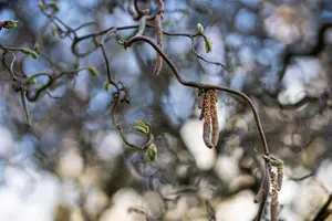 Corylus avellana 'Contorta' - 60-80 CM C7.5 - image 5