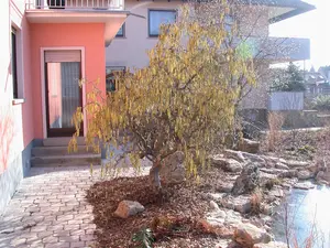 Corylus avellana 'Contorta' - 200-250 CM C60 - image 2