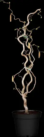 Corylus avellana 'Contorta' - 100-125 CM RB - image 4