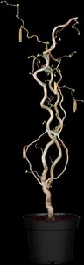 Corylus avellana 'Contorta' - SOLITAIR 150-175 CM C35 - image 4