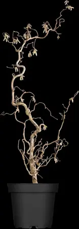 Corylus avellana 'Contorta' - 100-125 CM C18 - image 2