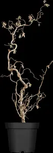 Corylus avellana 'Contorta' - 175-200 CM C25 - image 2