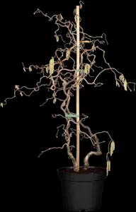 Corylus avellana 'Contorta' - 100-125 CM C18 - image 5