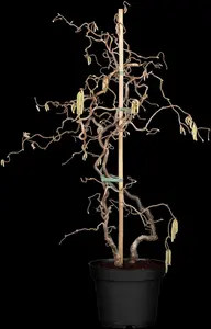 Corylus avellana 'Contorta' - 175-200 CM C25 - image 5