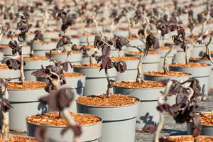 Corylus avellana 'Red Ghost' - 150-175 CM C7,5 WHIP - image 3