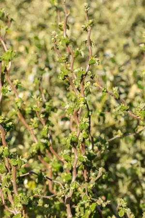 Corylus avellana 'Scooter'? - 90 CM STEM C10 - image 4