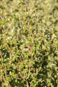 Corylus avellana 'Scooter'? - MULTISTEM 200-250 CM RB - image 4