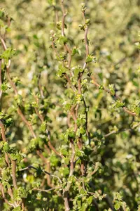 Corylus avellana 'Scooter'? - 80-100 CM C10 - image 4