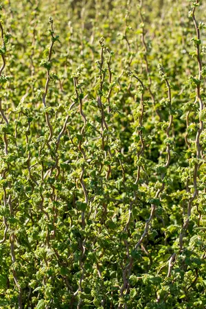 Corylus avellana 'Scooter'? - MULTISTEM 175-200 CM C40 - image 3
