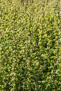 Corylus avellana 'Scooter'? - MULTISTEM 175-200 CM C40 - image 3