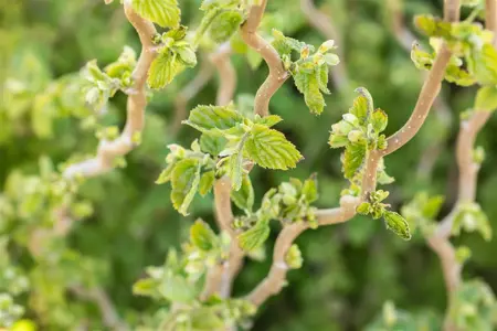 Corylus avellana 'Scooter'? - MULTISTEM 200-250 CM RB - image 2