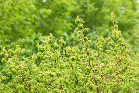 Corylus avellana 'Scooter'? - MULTISTEM 200-250 CM RB - image 5