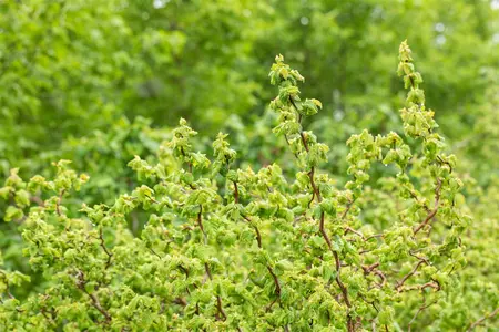 Corylus avellana 'Scooter'? - 80-100 CM C10 - image 5