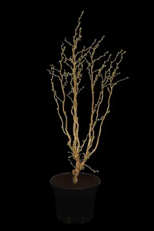 Corylus avellana 'Twister' - 90 CM STEM C12 - image 2