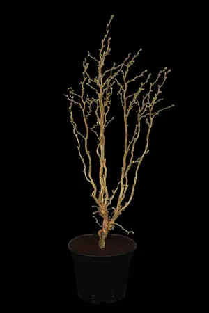 Corylus avellana 'Twister' - 4 Ltr pot - image 2