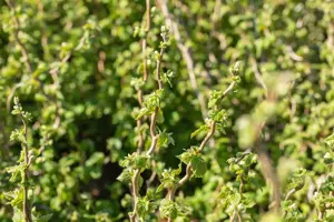 Corylus avellana 'Twister' - 90 CM STEM C12 - image 4