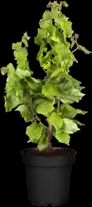 Corylus avellana 'Twister' - 90 CM STEM C12 - image 3