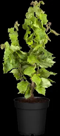Corylus avellana 'Twister' - 100 CM STEM C12 - image 3