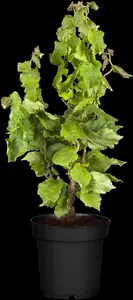 Corylus avellana 'Twister' - 4 Ltr pot - image 3