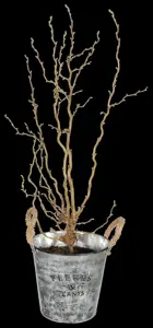 Corylus avellana 'Twister' - 60-80 CM C15 - image 1