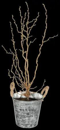 Corylus avellana 'Twister' - 4 Ltr pot - image 1