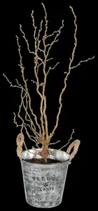 Corylus avellana 'Twister' - 4 Ltr pot - image 4