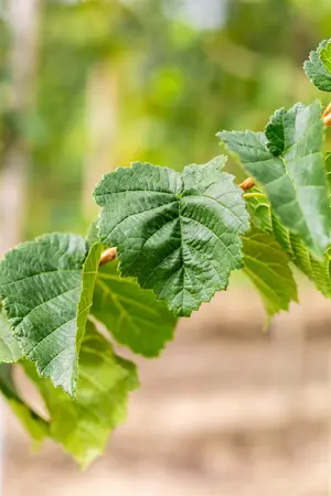 Corylus colurna - 40-60 CM P9 - image 3
