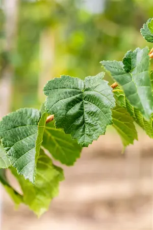 Corylus colurna - MULTISTEM 300-350 CM CONT - image 3