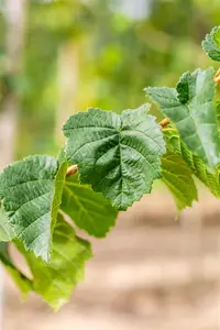 Corylus colurna - MULTISTEM 300-350 CM CONT - image 3