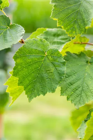 Corylus colurna - MULTISTEM 300-350 CM CONT - image 4