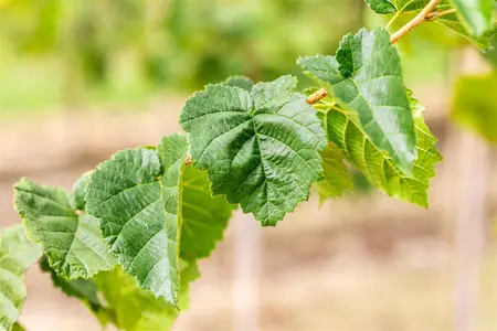 Corylus colurna - MULTISTEM 300-350 CM CONT - image 2