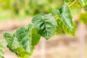 Corylus colurna - MULTISTEM 300-350 CM CONT - image 2