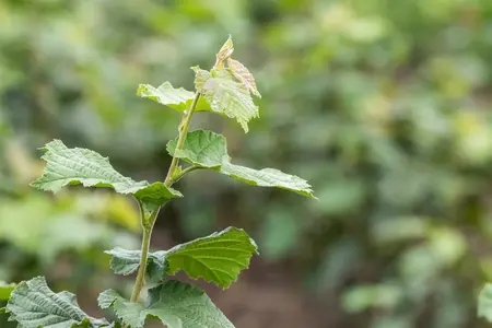 Corylus colurna - STOCK FOR CRAFTING P9