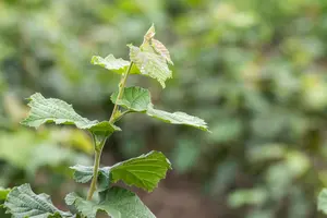 Corylus colurna