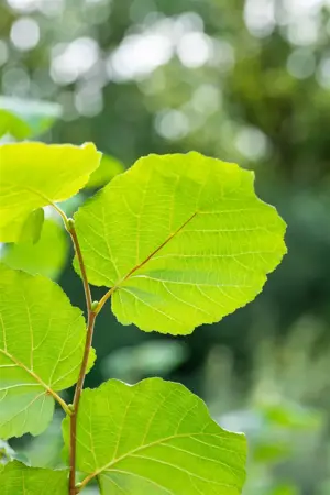 Corylus 'Farris 88Q' - 125-150 CM C6 WHIP - image 3