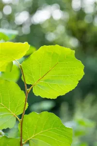 Corylus 'Farris 88Q' - 125-150 CM C6 WHIP - image 3