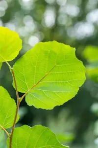 Corylus 'Farris 88Q' - 125-150 CM C6 WHIP - image 5