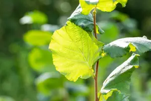 Corylus 'Farris 88Q'