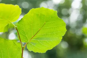 Corylus 'Farris 88Q' - 125-150 CM C6 WHIP - image 4