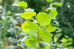 Corylus 'Farris 88Q' - 125-150 CM C6 WHIP - image 2