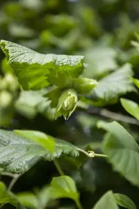 Corylus maxima 'Lange Zellernuss'