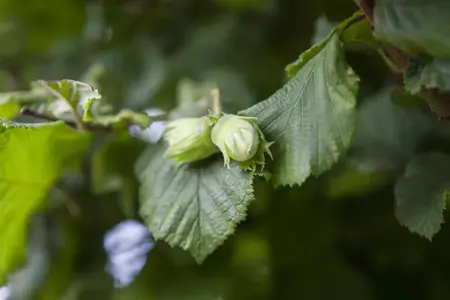 Corylus maxima 'Lange Zellernuss' - 60-80 CM C5 - image 2