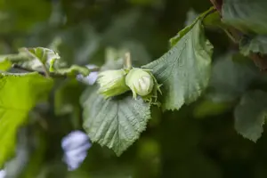 Corylus maxima 'Lange Zellernuss' - 60-80 CM C5 - image 2