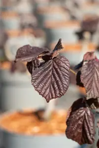 Corylus maxima 'Purpurea'