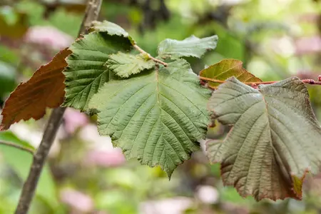 Corylus maxima 'Purpurea' - 40-60 CM C3 - image 3