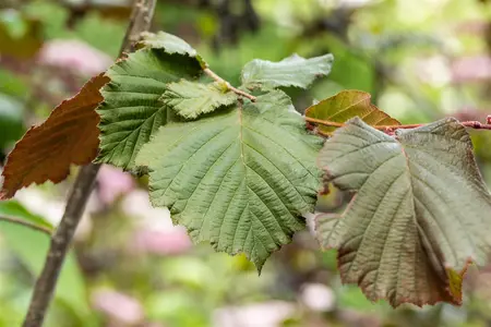 Corylus maxima 'Purpurea' - 60-80 CM C3 - image 3