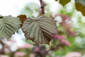 Corylus maxima 'Purpurea' - 40-60 CM C3 - image 2