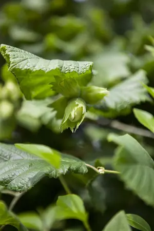Corylus maxima 'Wunder aus Bollweiler' - 4 Ltr pot - image 1